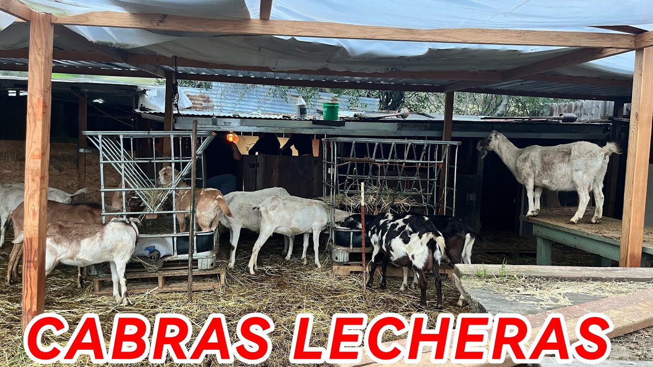 COMO ALIMENTAR LAS CHIVAS O CABRAS EN EL RANCHO 