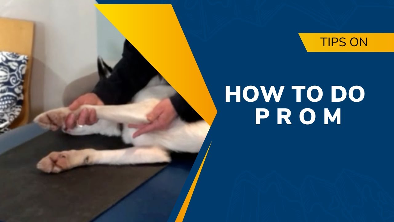 Rear Leg Passive Range of Motion or PROM following TPLO | TTA | FHO