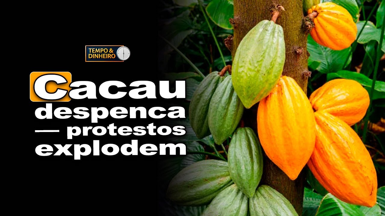 Cacau: preços despencam , produtores protestam e indústria se posiciona
