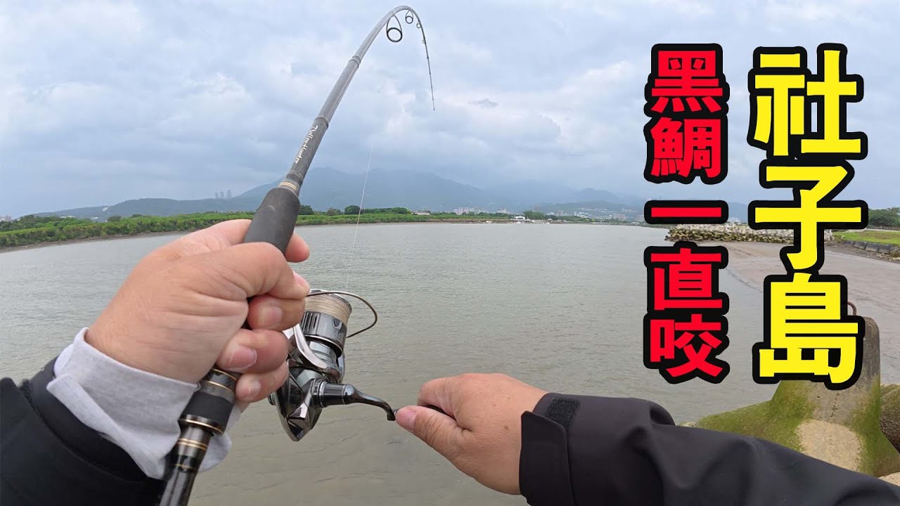 社子島，黑鯛一直咬