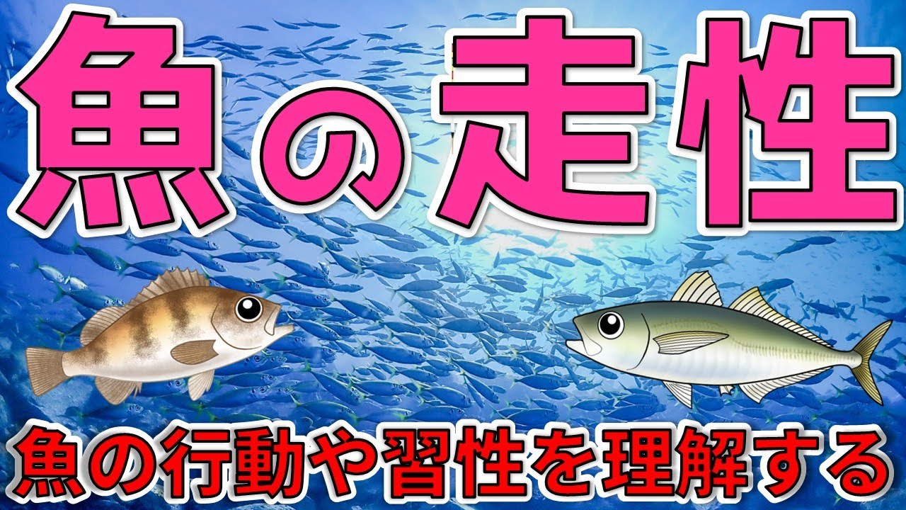 【魚の走性】走光性・走流性・走化性・走触性。魚のもつ4つの走性について考える