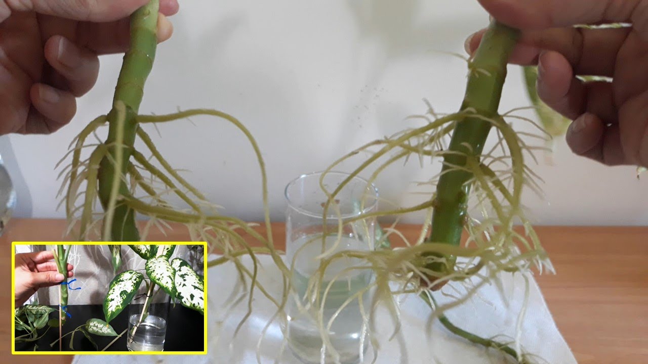 How to Easy Propagate Dieffenbachia indoor plant in water::Grow::cutting::planting::