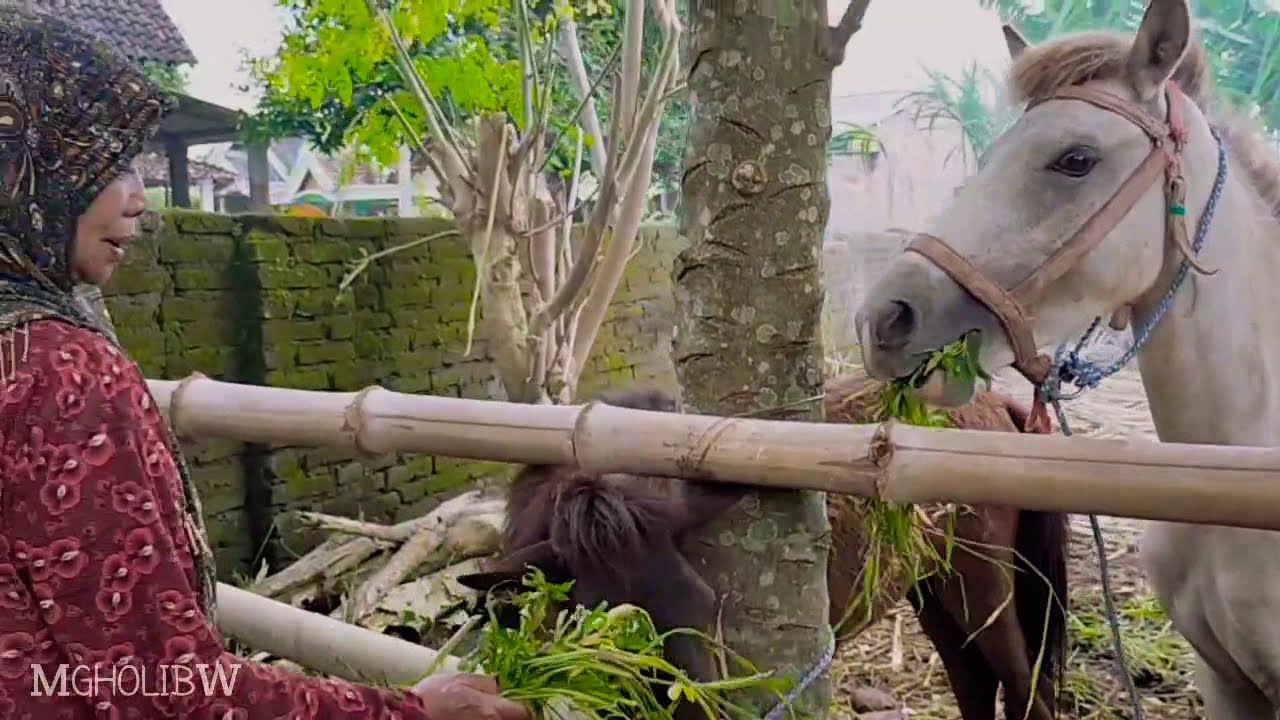 Nenek Pecinta Kuda di #KandangKudaNganjuk