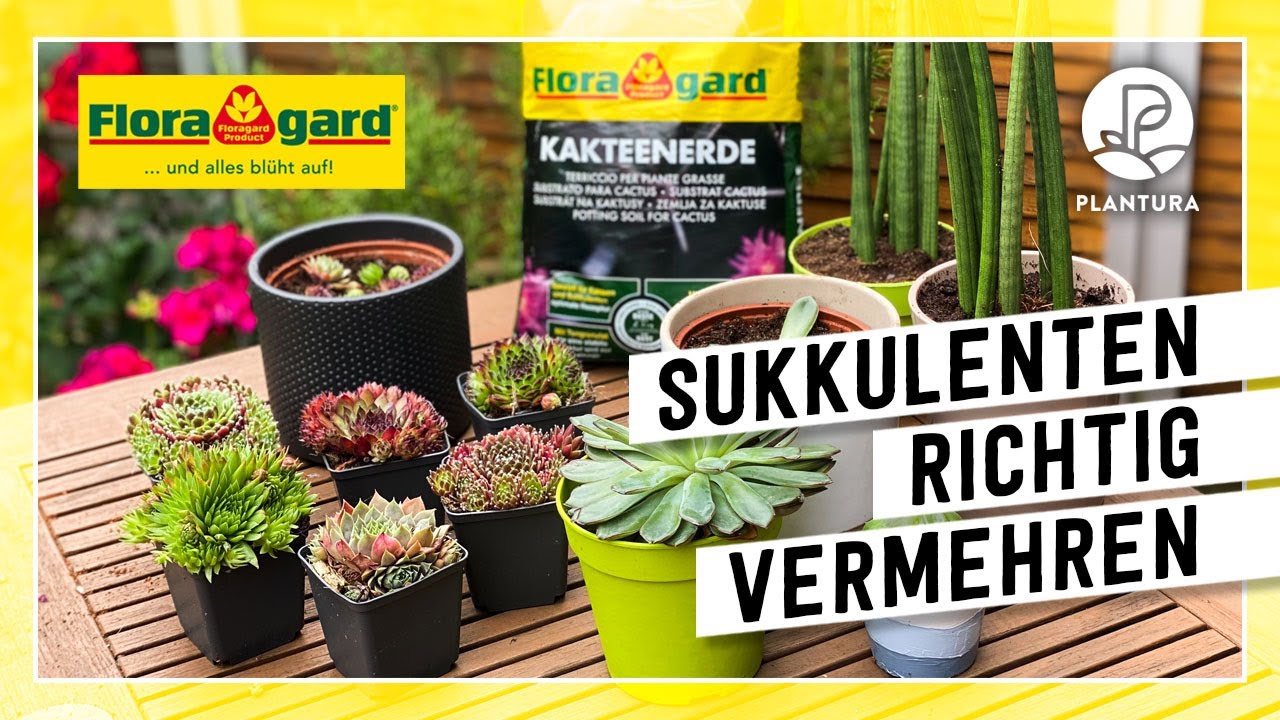 Wie Sukkulenten richtig vermehren? Durch Ableger oder Stecklinge mit der Floragard Kakteenerde!
