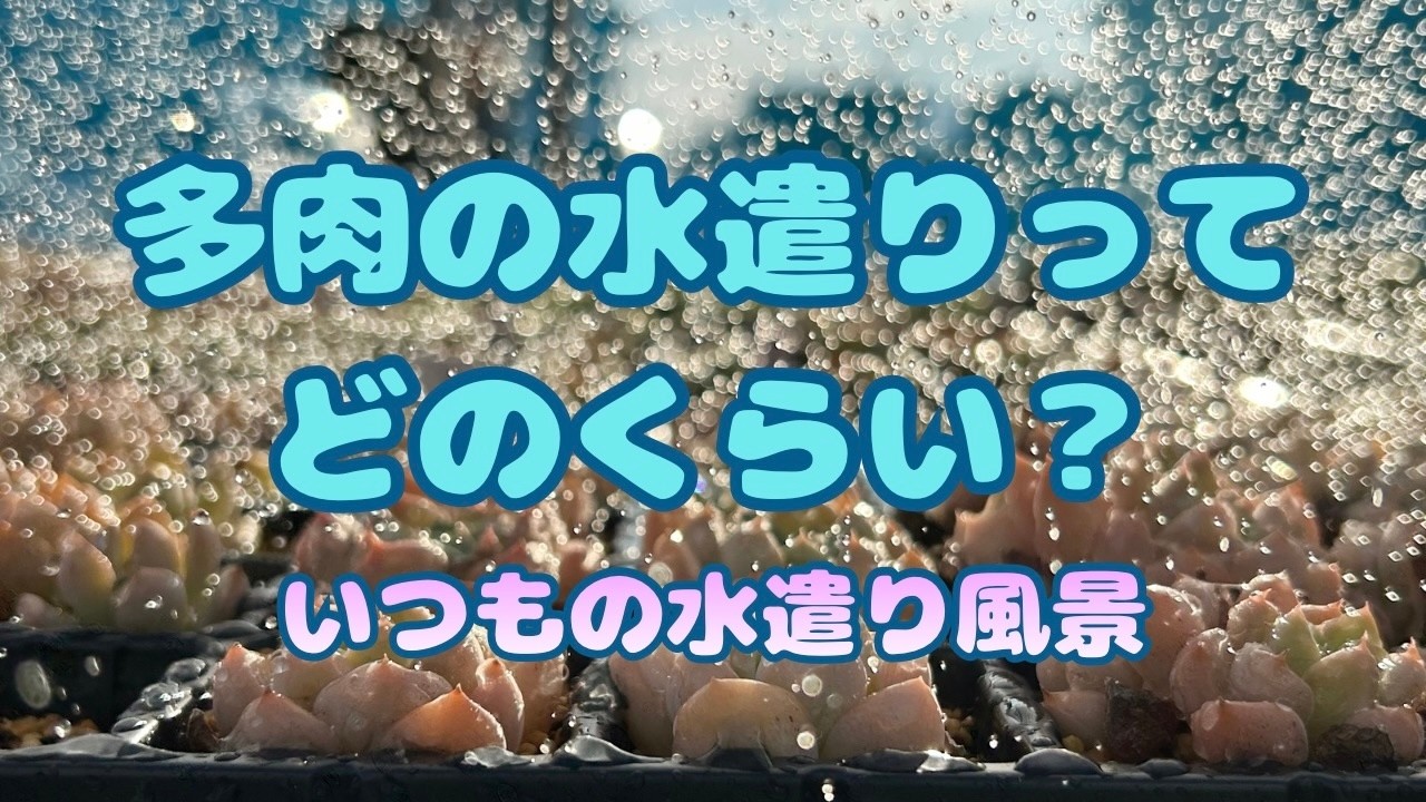 【多肉植物】多肉の水遣りってどのくらい？ 栃木の多肉生産者 マジッククラウン