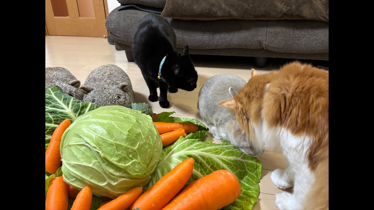落ちたので、もう一度｜0114（水）6：08～　Cat and gluttonous rabbit