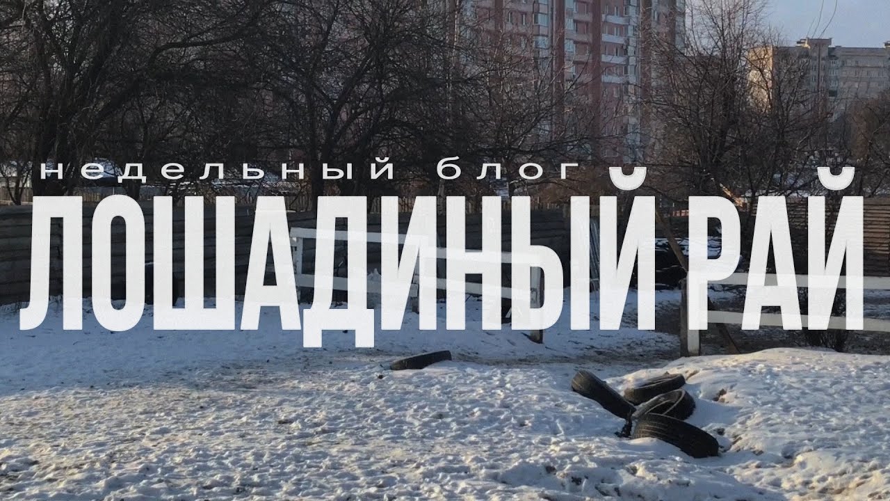 ЛОШАДИНЫЙ РАЙ | БЛОГ ЗА 7 ДНЕЙ | РАБОТАЕМ С ЛОШАДЬМИ