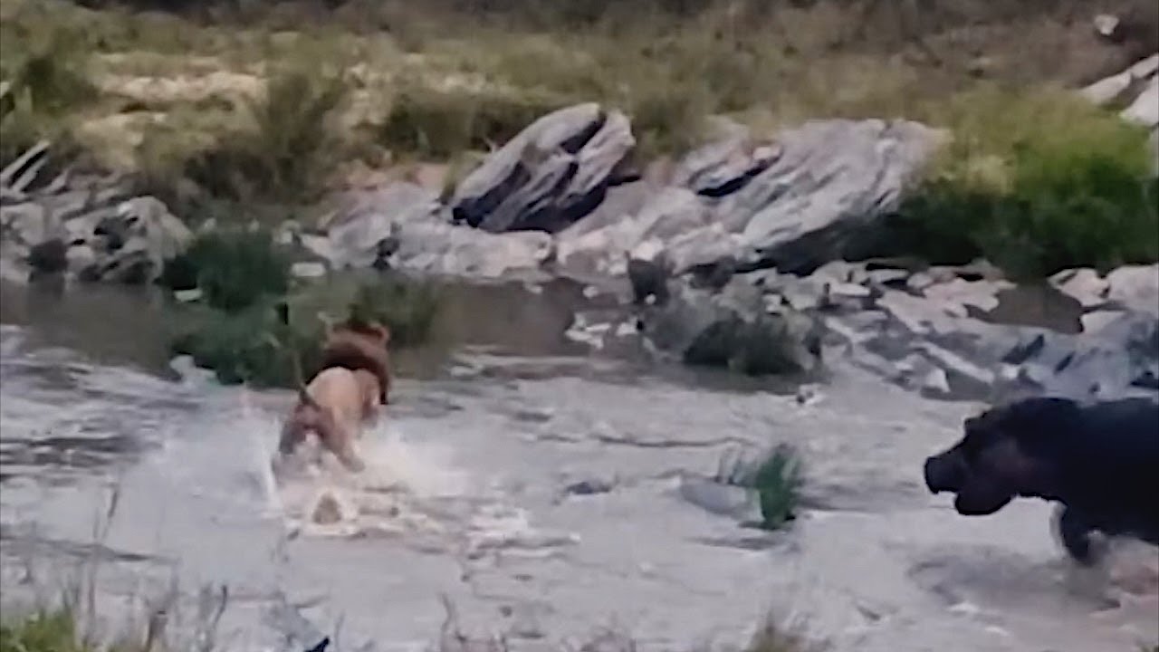 Male lion gets surprised by a hippo
