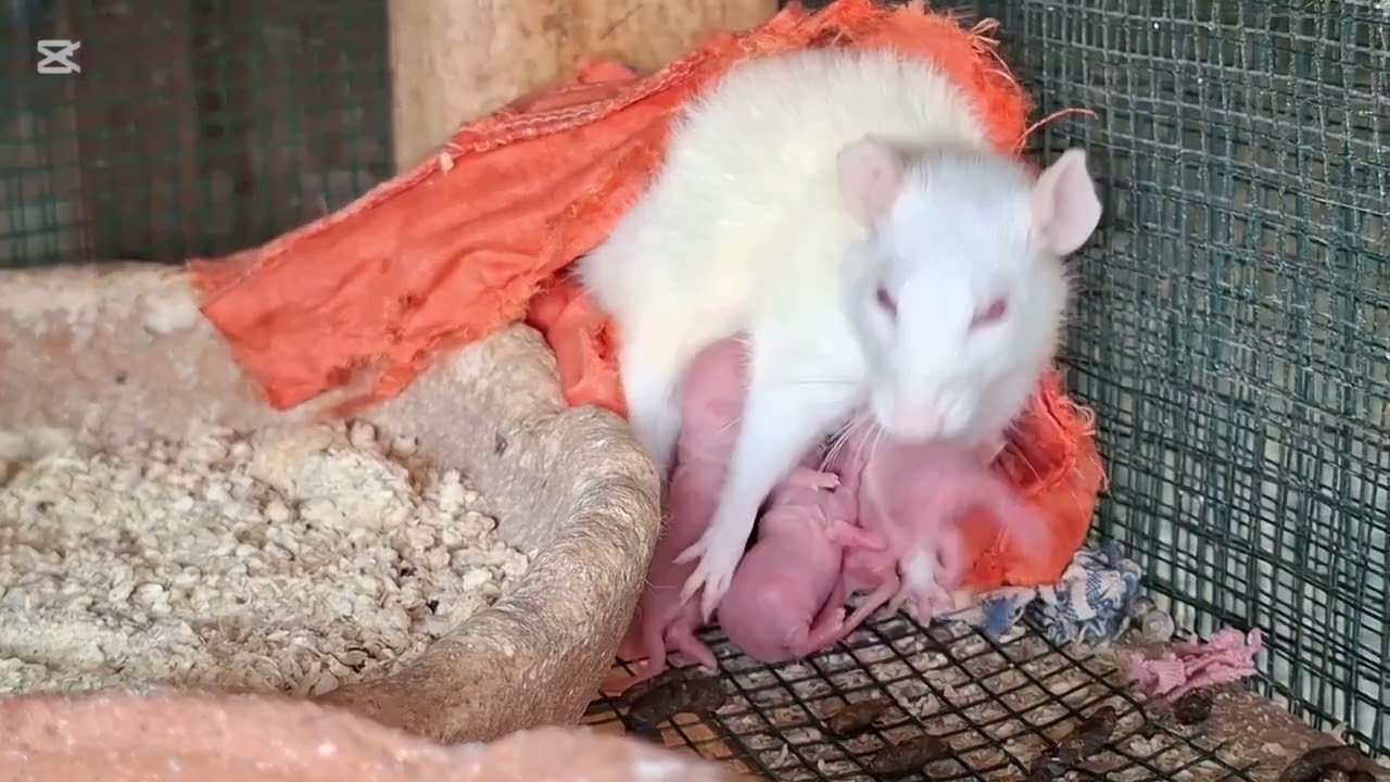 CAGE SETUP FOR ALBINO RATS