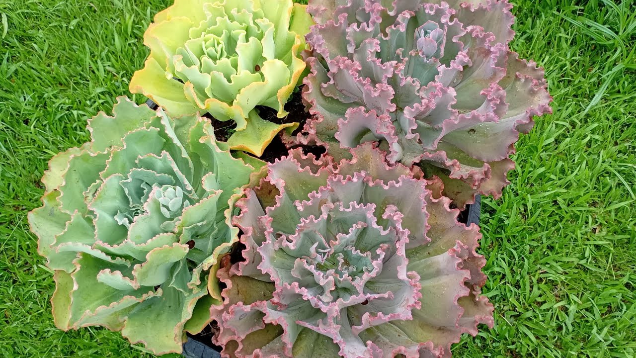 #Retirada das hastes florais das Suculentas dos pneus do jardim!