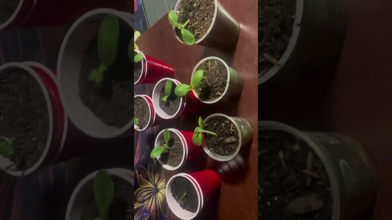 Seedling setup and plans for summer