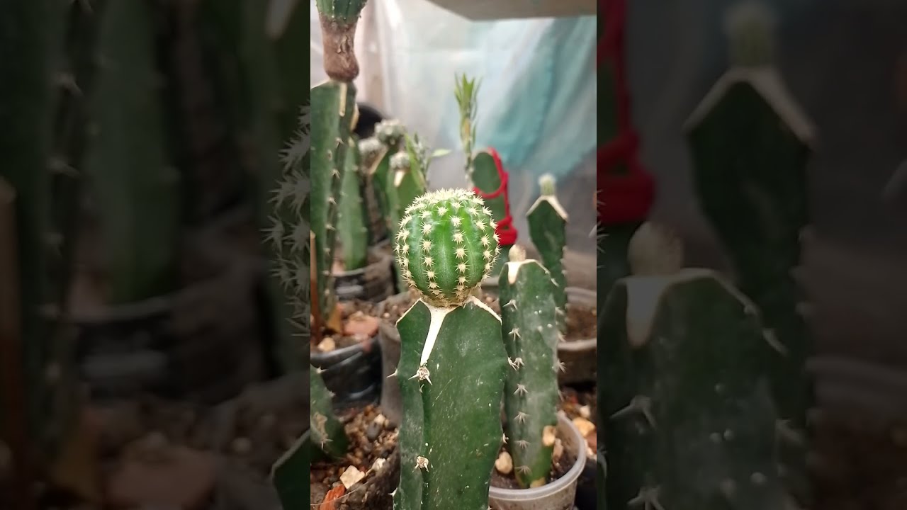 Recolección de semillas, hidratación de Cactus e injertos. 