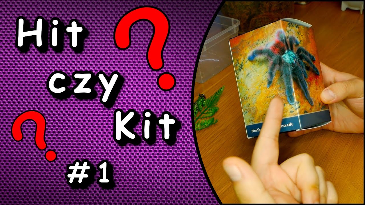 Nowa seria Hit czy Kit #1 Pojemnik dla nadrzewnych ptasznik&oacute;w 😍 Avicularia cayenne oraz strefa makro