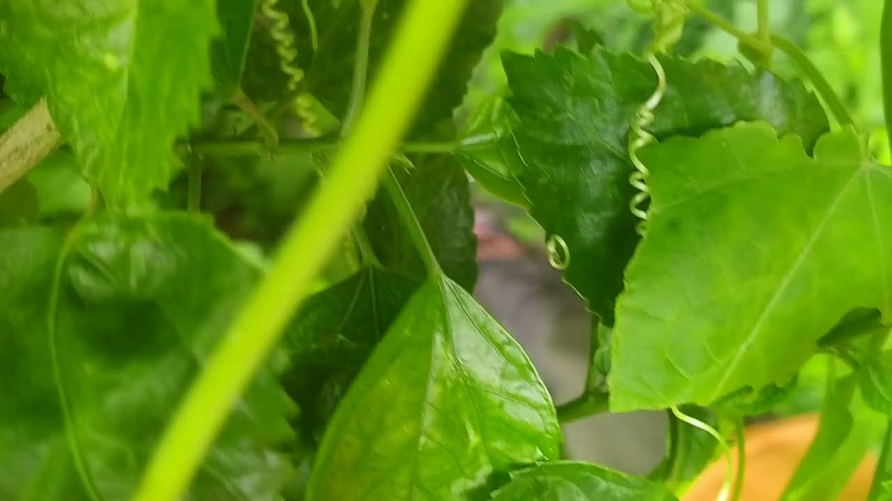ready for first flight 💓💓 birds in nest full grown
