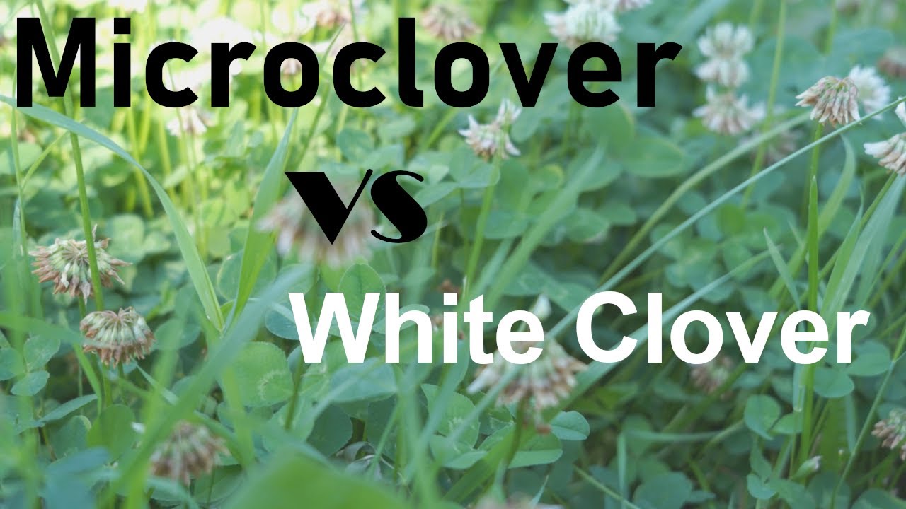 Are White Clover and Microclover any different?