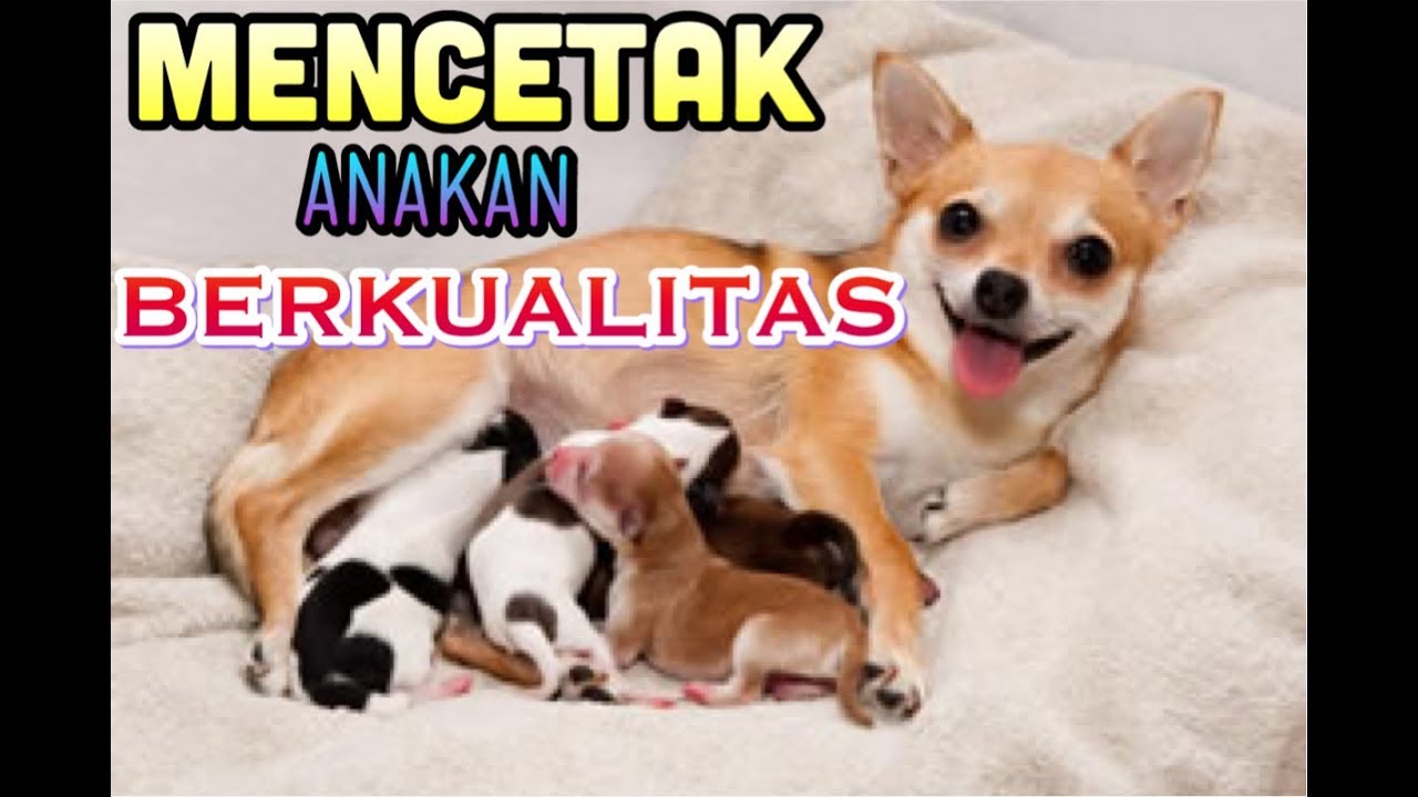 CARA BREEDING YANG BENAR