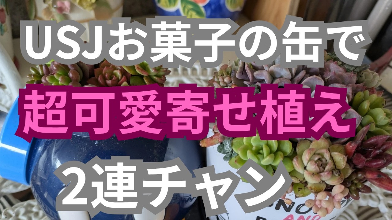 【vlog310多肉植物】2026、3USJお菓子の缶で可愛い寄せ植え２連チャン