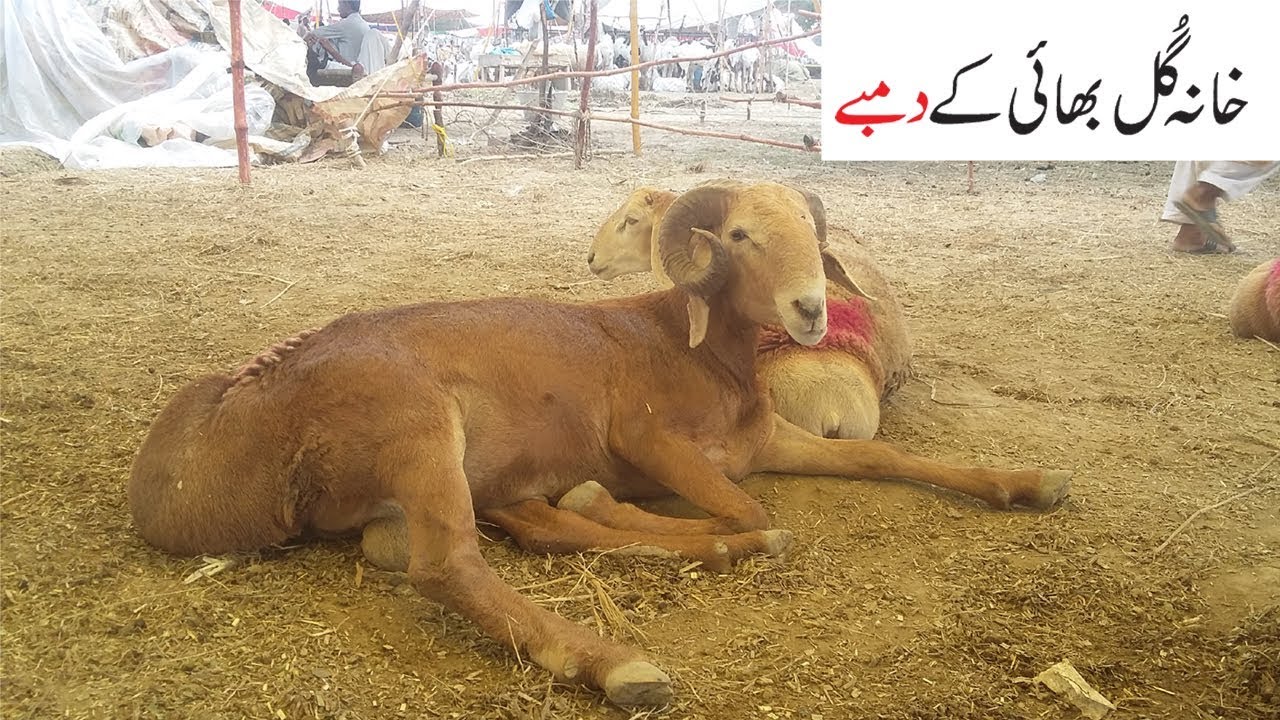 Dumbay - Khana Gul Bhai Kay Dumbay Aur Bakray Lahore Bakra Mandi 2018
