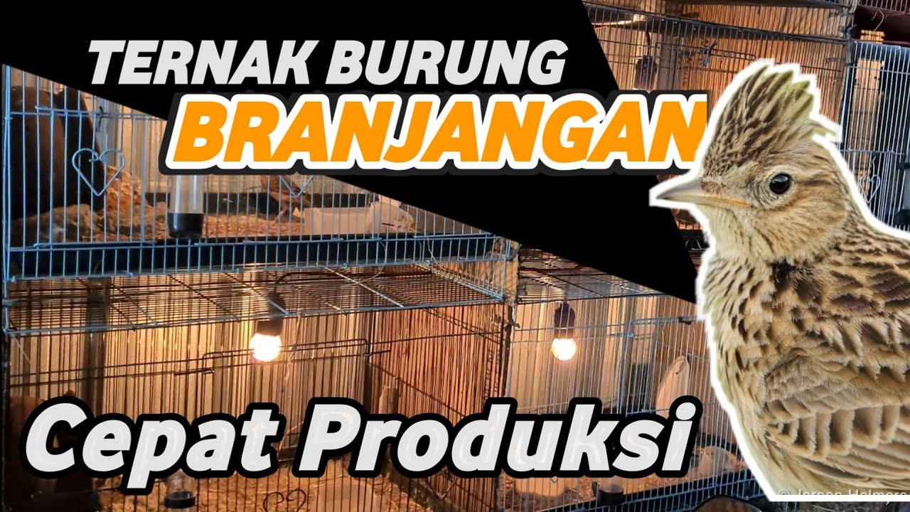 TERNAK BURUNG BRANJANGAN JAVA || Tips Branjangan Cepat Produksi