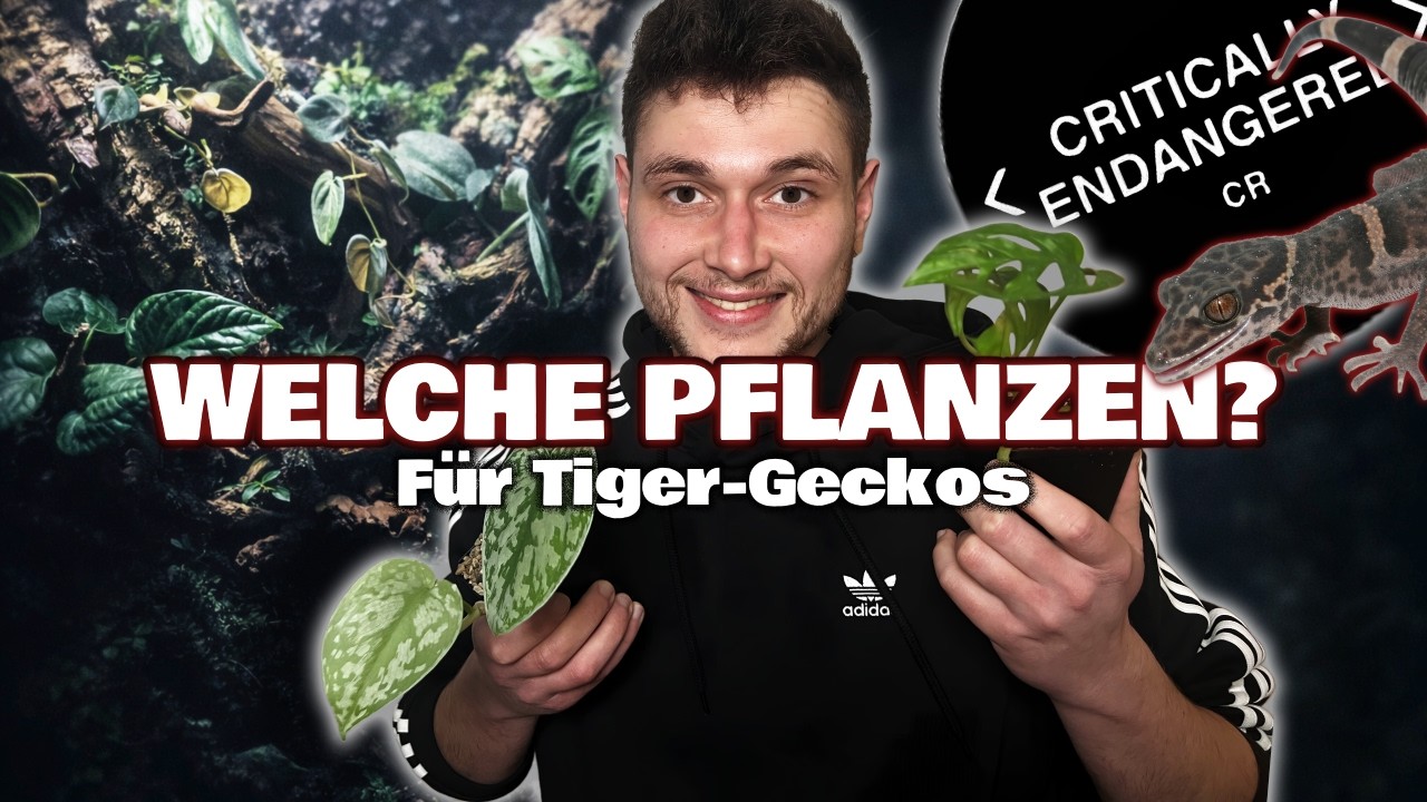 Terrarium bepflanzen: Klima & Pflanzen für Geckos | Artenschutz-Projekt