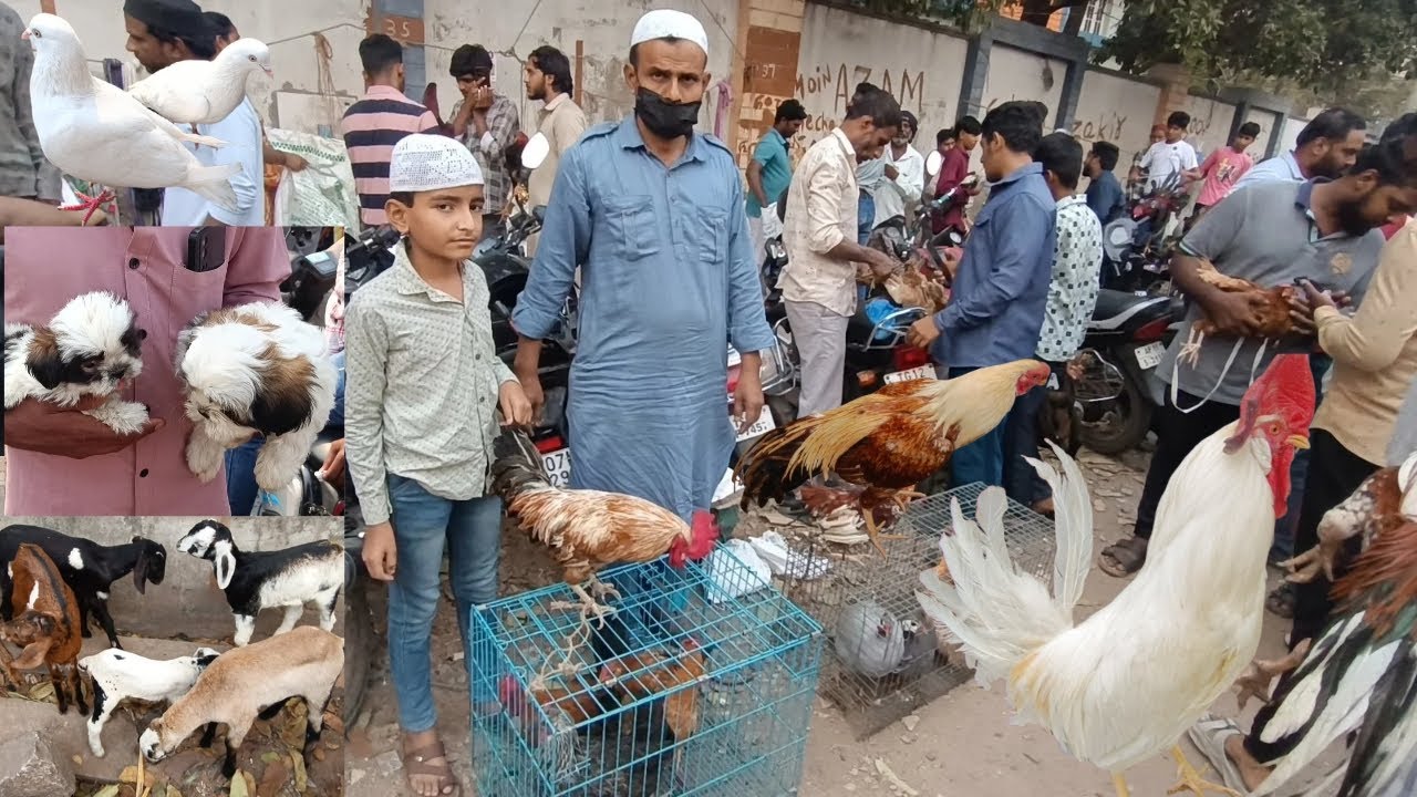 Erragadda Sundy Pets & Birds Market in, Hyderabad TS. India (15-3-2026) 