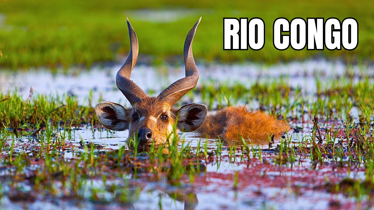 RIO CONGO | Vida Selvagem no Segundo Maior Rio do Mundo - Documentário