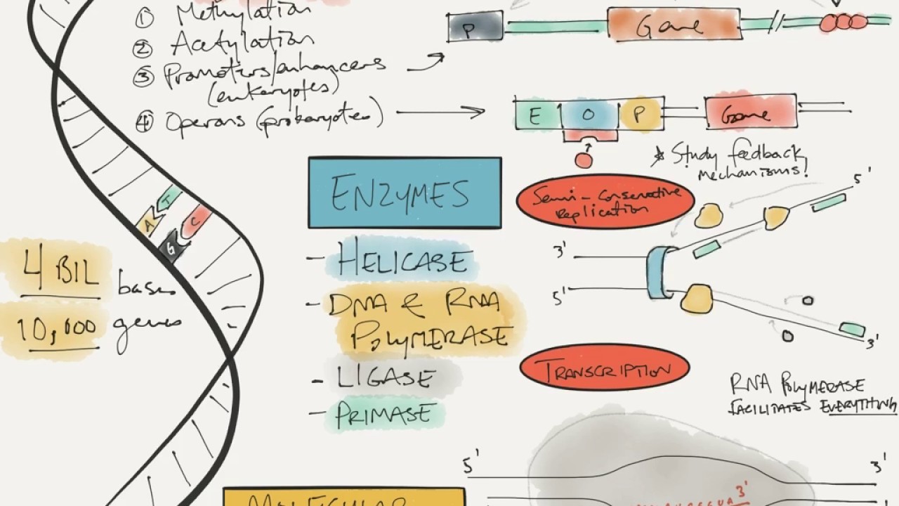 Molecular genetics review