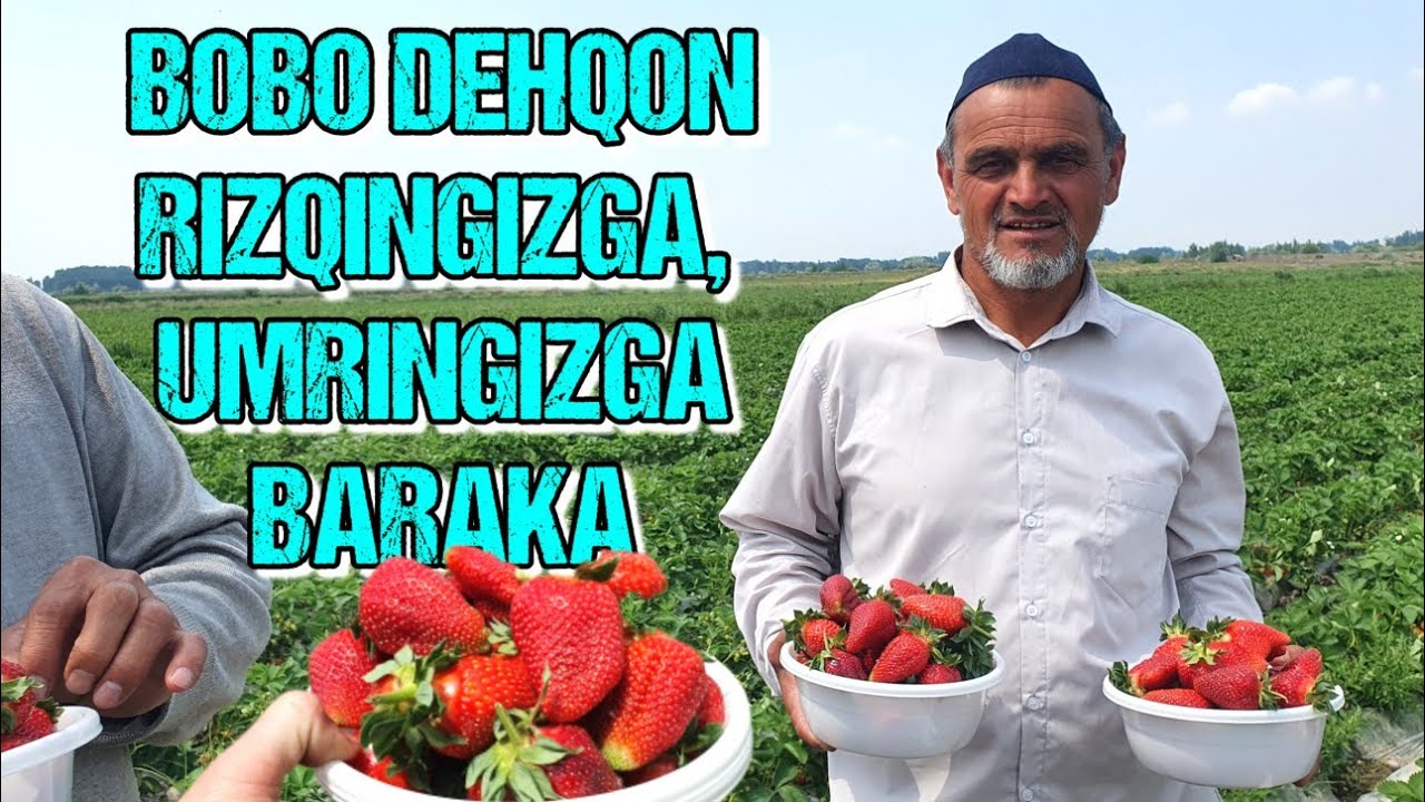 OCHIQ YERDA 4 XIL NAVLI QULUPNAY YETISHTIRISH