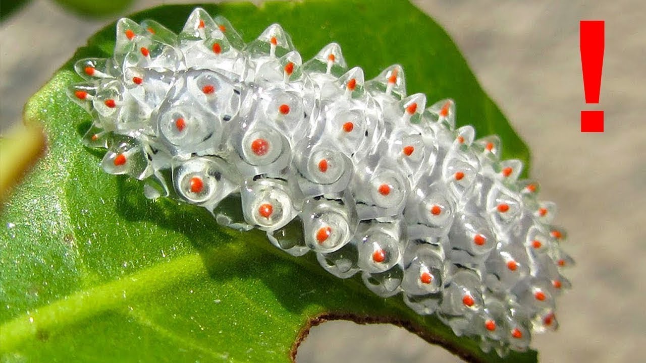 10 ORUGAS Más HERMOSAS & EXTRAÑAS del MUNDO (NO LAS TOQUES)