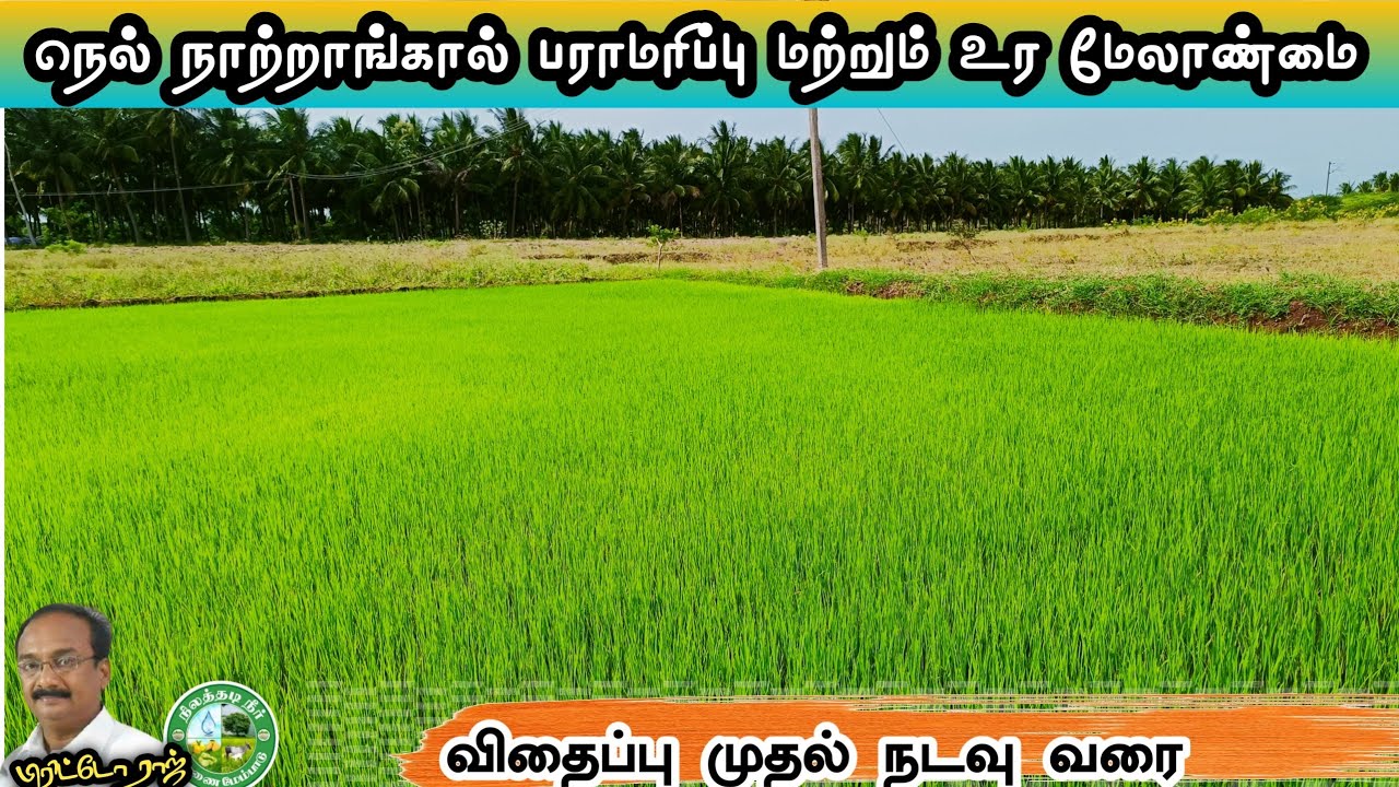 நெல் நாற்றாங்கால் பராமரிப்பு மற்றும் உர மேலாண்மை #Brittoraj