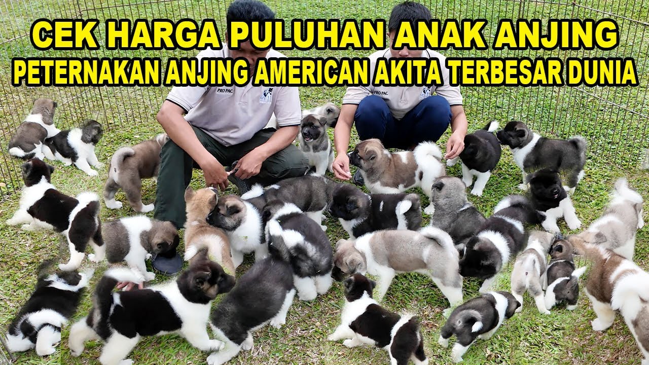 CEK HARGA - Puluhan Anak Anjing American Akita Di Peternakan Anjing Terbesar Dunia Khusus Am. Akita