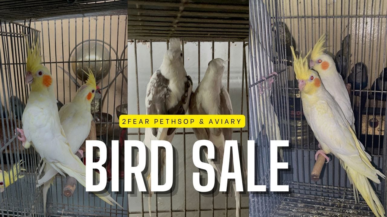 EP 70: BIRD SALE | 2 FEAR PETSHOP & AVIARY