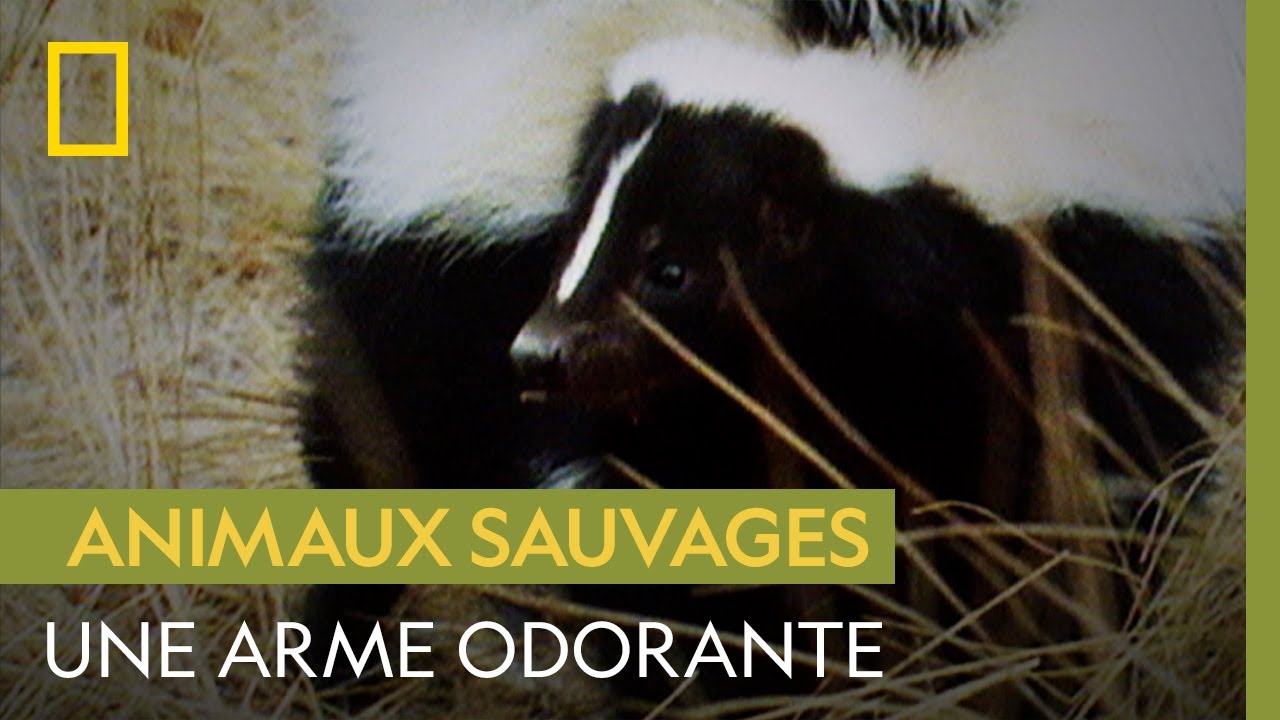La mouffette et son arme biologique nauséabonde