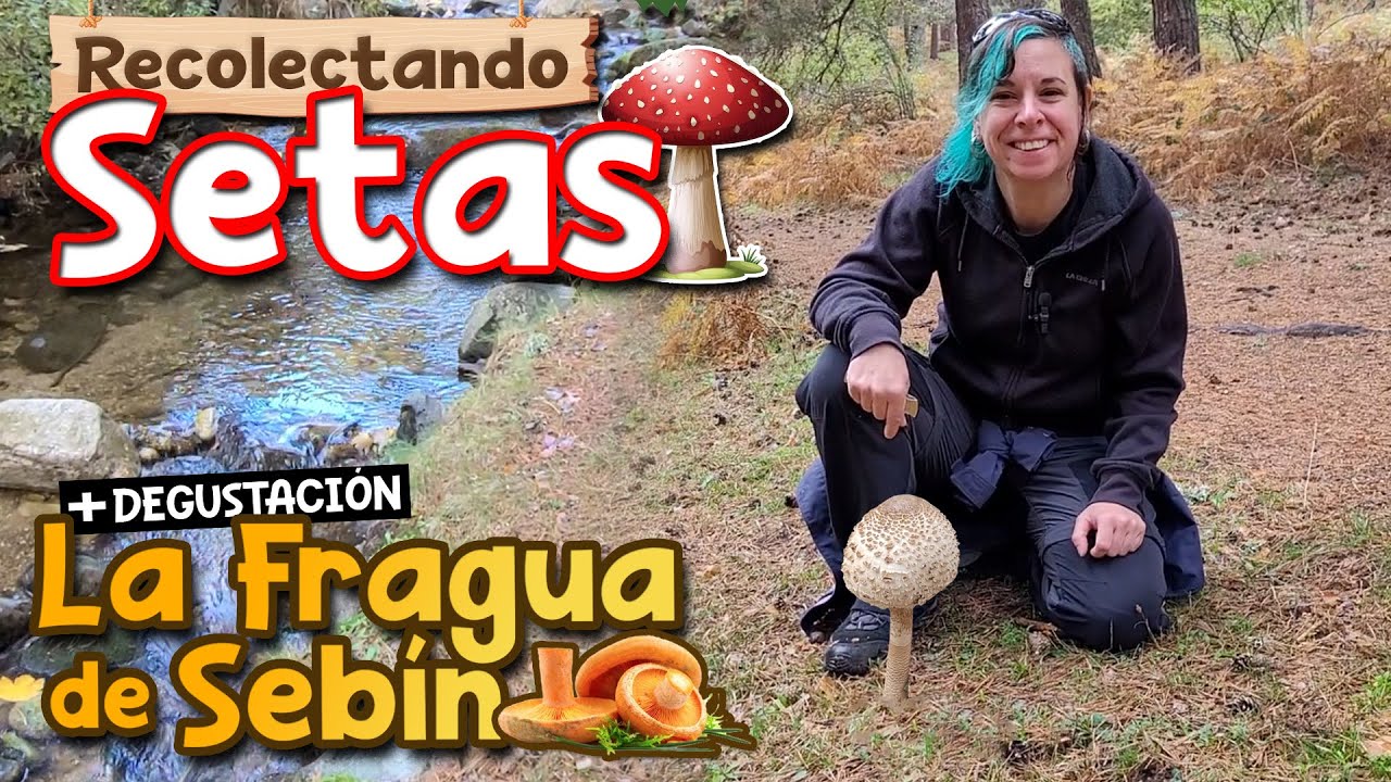 SETAS en la SIERRA de MADRID 🍄🌲🏔️ y las degustamos en LA FRAGUA DE SEB&Iacute;N (Malasa&ntilde;a) 🍲🤤 N&iacute;scalos, etc