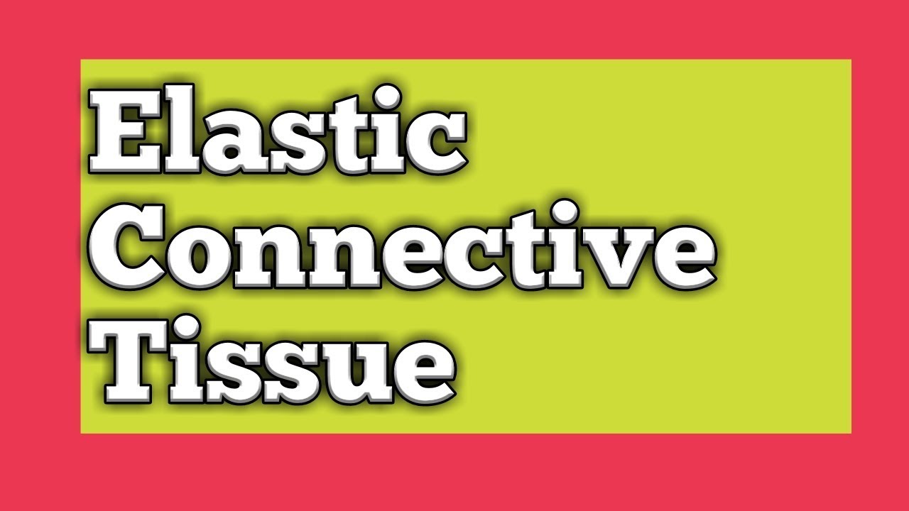 Elastic Connective tissue