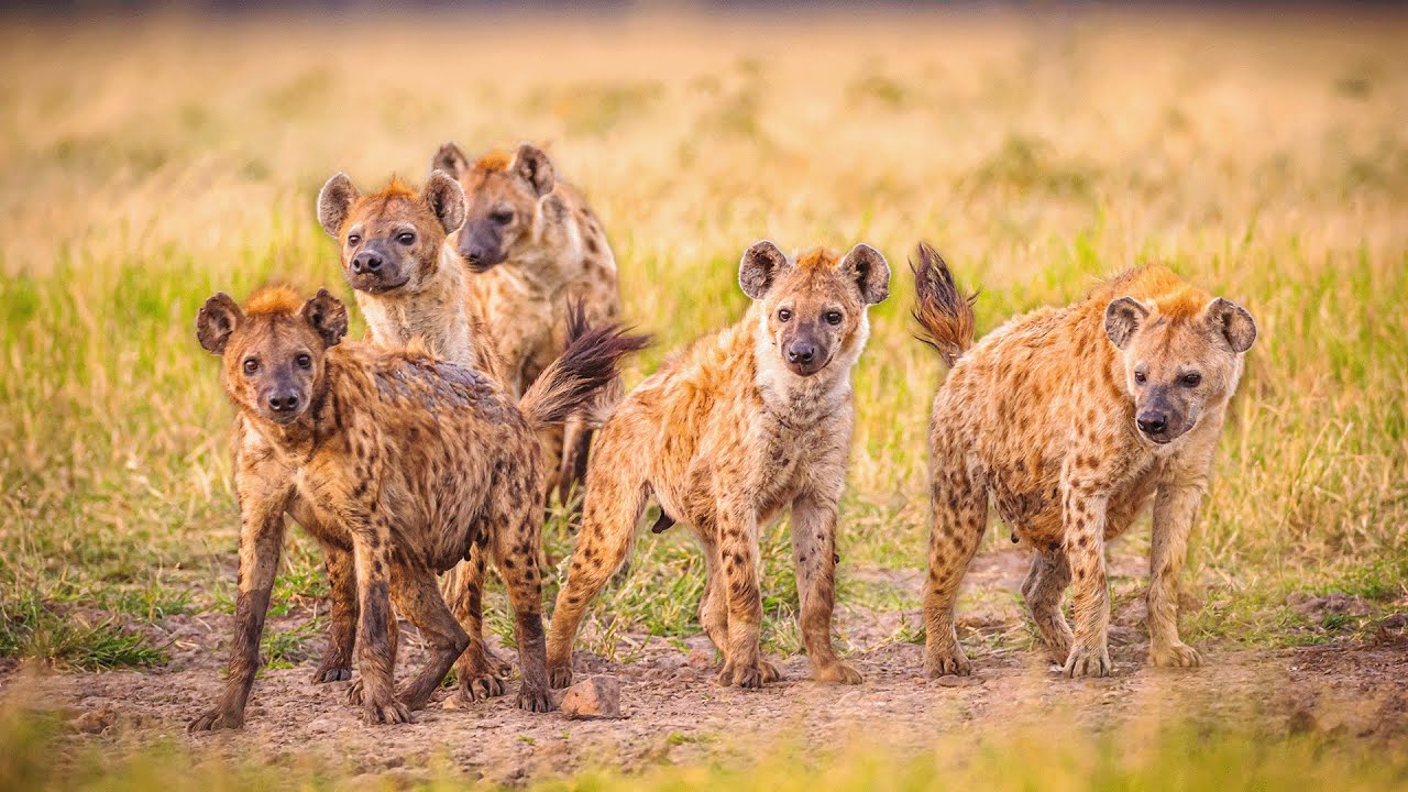 The Wild And Dangerous Animals Of Botswana | Real WIld