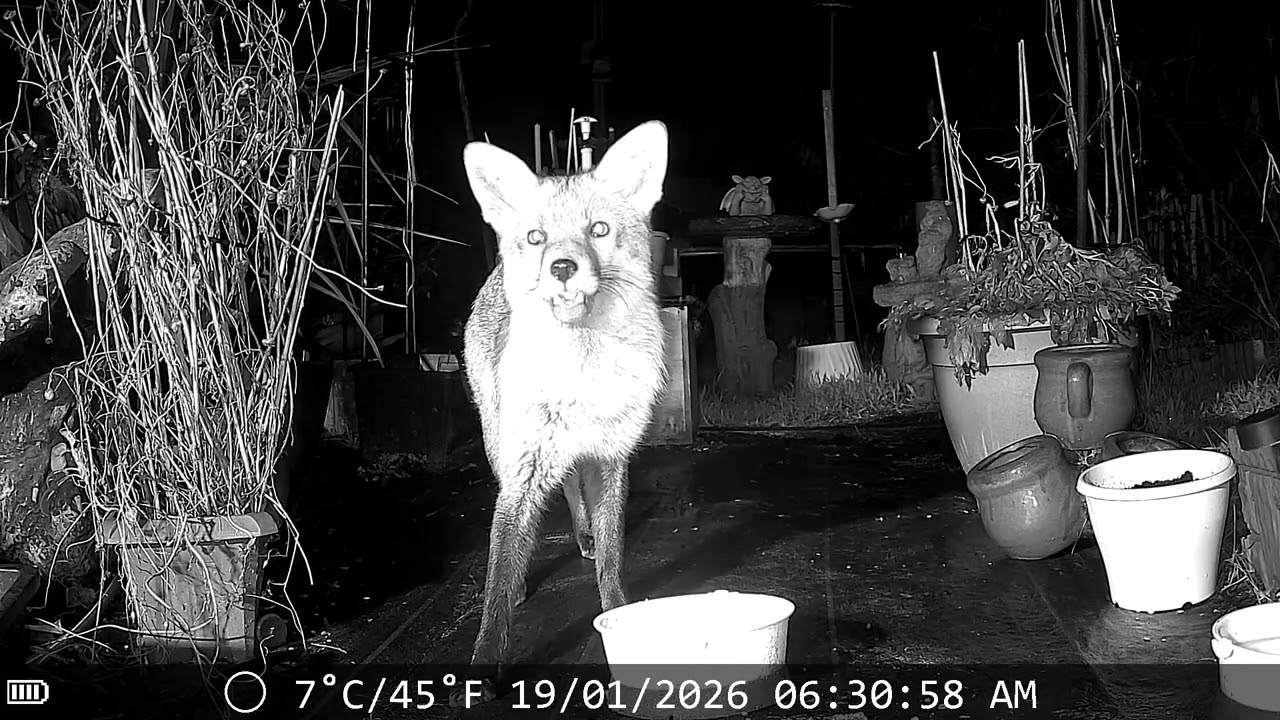 Busy time of year for  #foxes and #vixen 