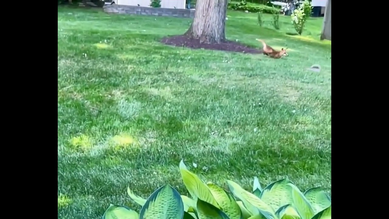 Fox Catching Squirrel