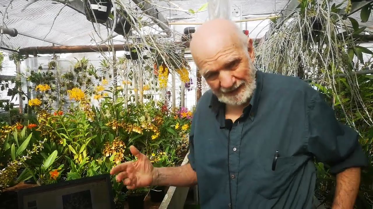 le Ophrys tra le orchidee più belle e interessanti che in questo periodo fioriscono nei nostri prati