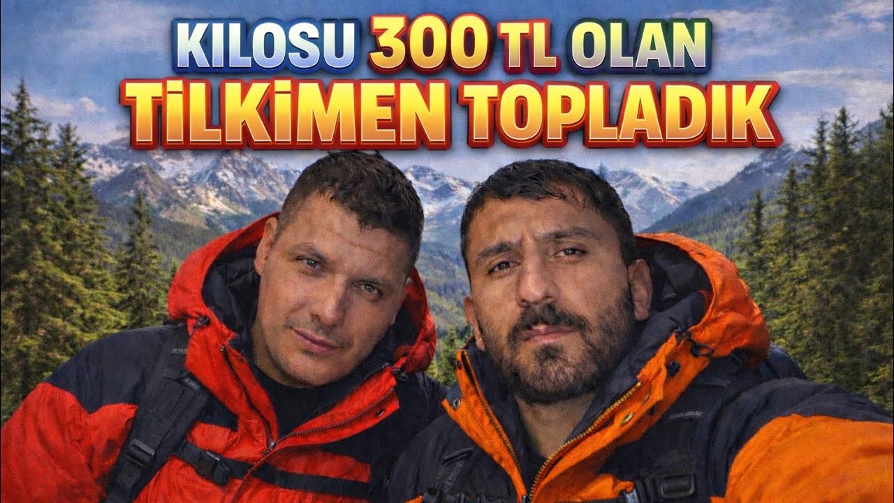 KİLOSU 300 TL OLAN TİLKİMEN TOPLADIK ( DAĞLARA TIRMANDIK  )