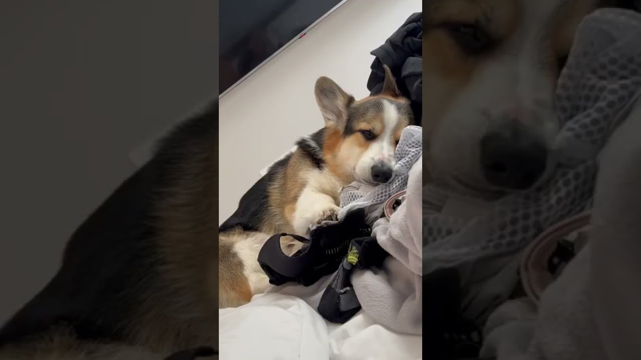 Corgi Sleeping in Different Positions #corgi #shorts #dogshorts