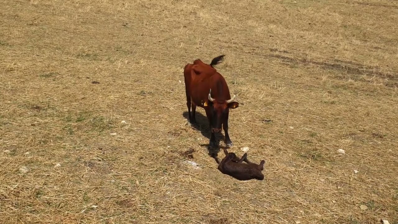Consorzio tutela della razza bovina cinisara