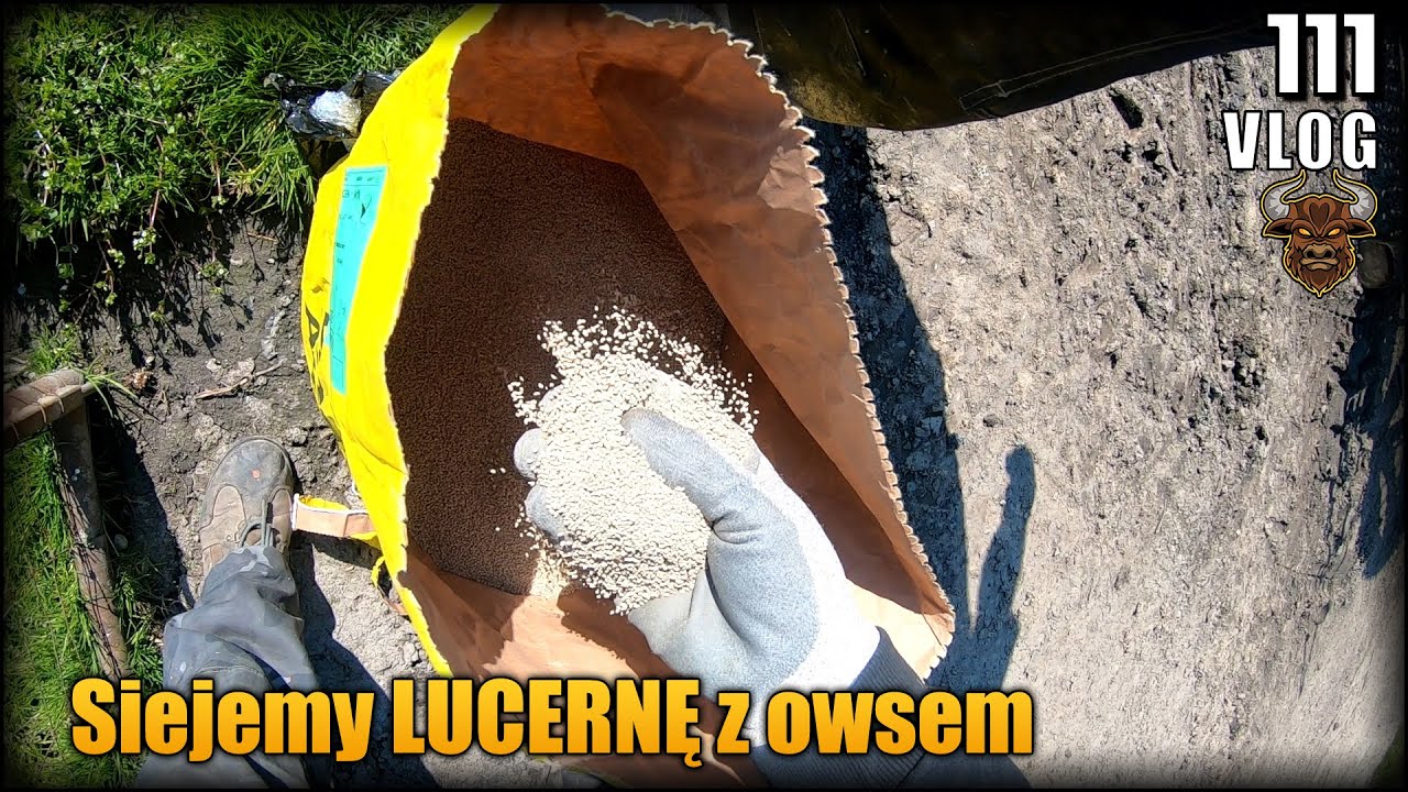 Siejemy Lucernę z owsem naszym Mazurem  - metoda dwuetapowa. Czy coś z tego będzie? :) | Vlog #111