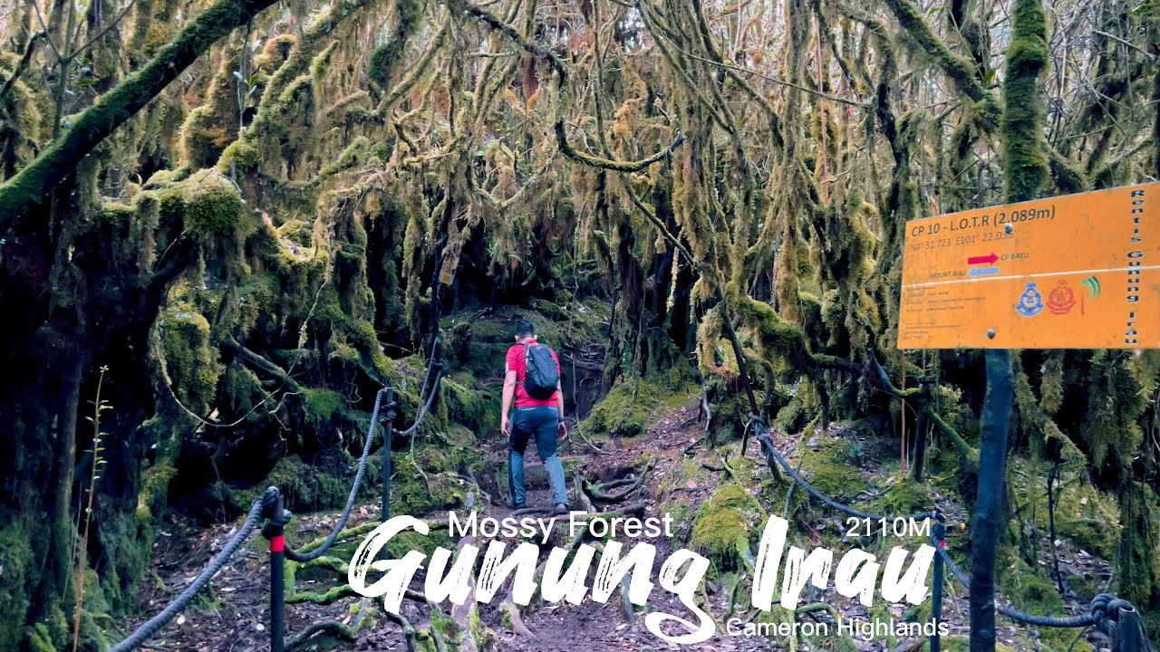 Hiking Mossy Forest Gunung Irau, Cameron Highlands