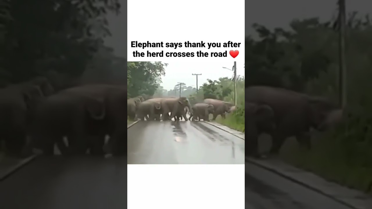 An elephant says thank you to the humans for letting his herd to cross the road  Great gesture