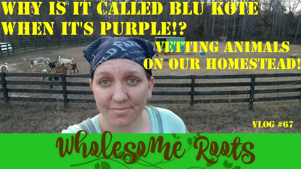 Why is it called BLU Kote When it's PURPLE!? Vetting Animals on our Homestead!