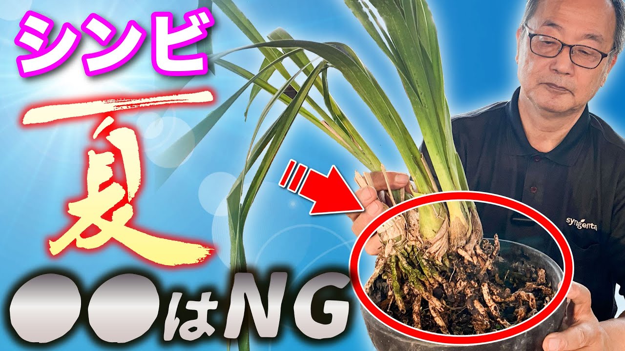 【シンビジューム】夏季の植え替えはしません、ただし株の状態によっては植え替えが必要[Cymbidium] Do not replant in summer.@seedpot368 #sheathch