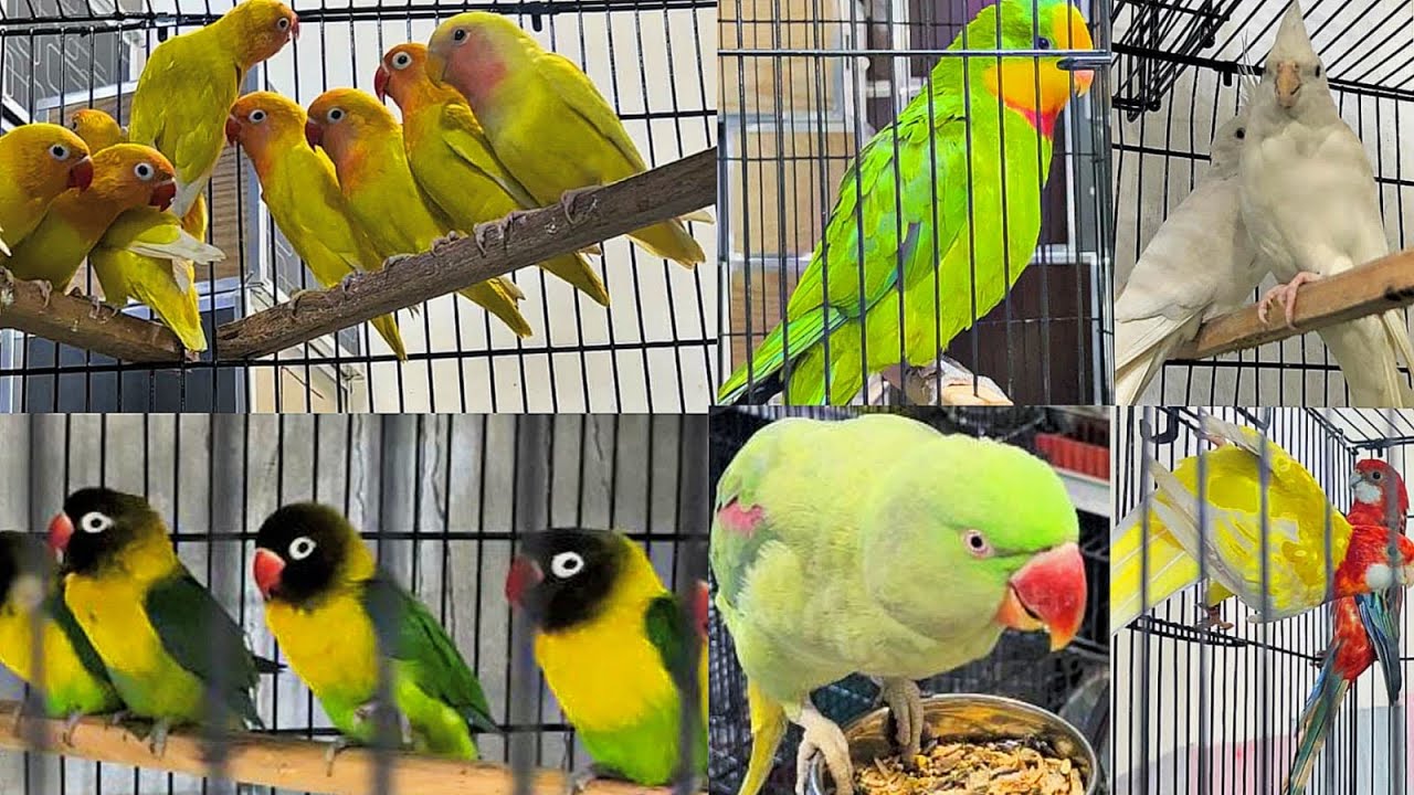 College road Birds market Rawalpindi Latest Update | راولپنڈی بردز مارکیٹ کالج روڈ
