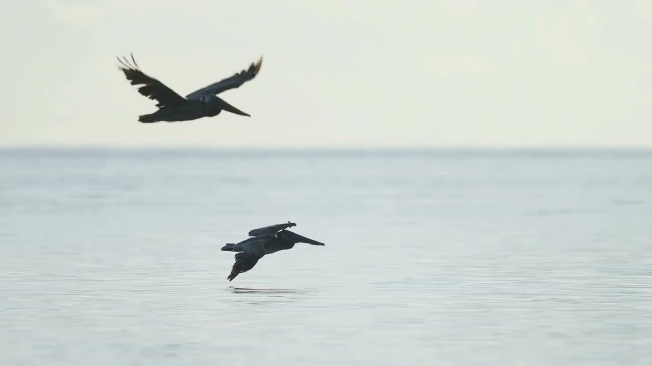 Sanibel Song
