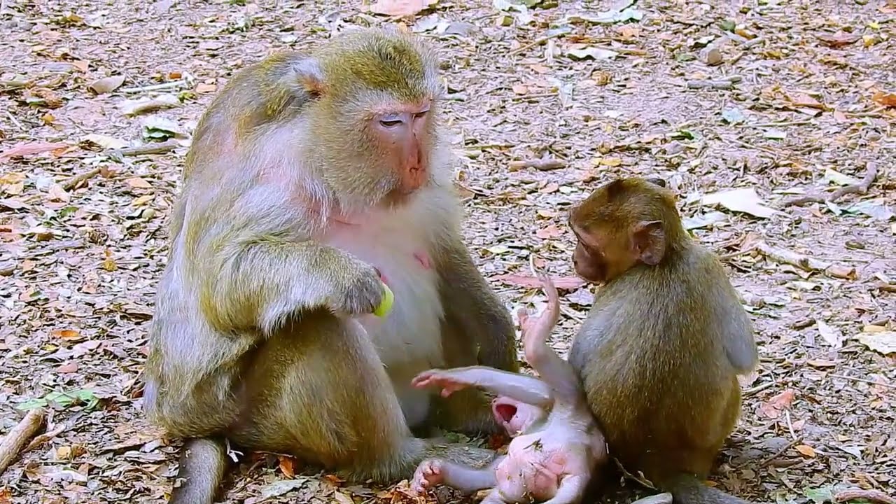 SO CUTE MONKEY...!
